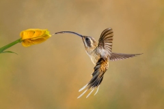 Long-Billed Hermit Hummingbird