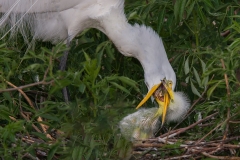 Newborn Great Egret Feeding