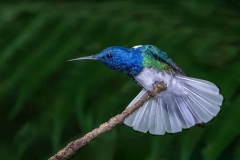 White Necked Jacobin Courtship Display