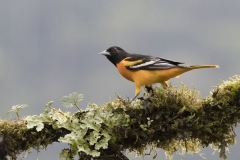 Baltimore Oriole