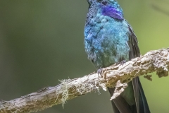 Blue and Violet Hummingbird