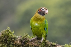 Brown Hooded Parrot