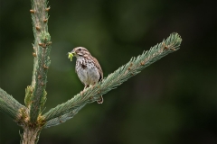 Sparrow with Nourishment for Babies