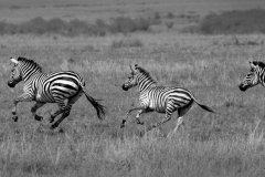 Zebra Family Making their Escape
