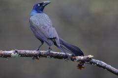 Grackle