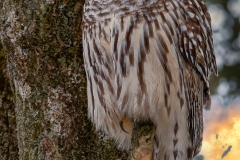 Barred Owl Sunset