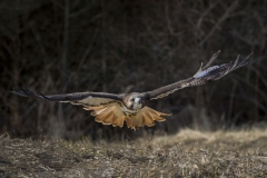 Red-Tailed Hawk