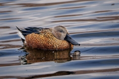 Red Shoveler