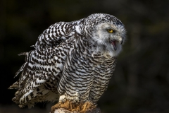 Snow Owl