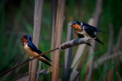 Tree Swallow