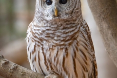 Barred Owl