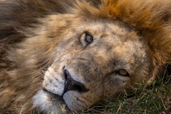 Lion Resting