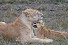 Lion Love