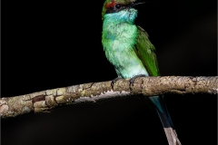 Blue Throated Bee Eater, Juvenile