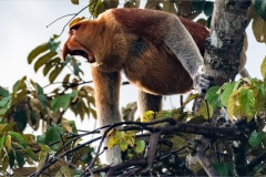 Proboscis Monkey