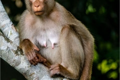 Southern Pig Tailed Macaque
