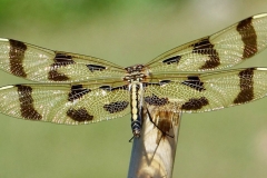 Celithemis