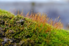 Leichen