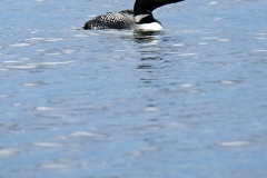Loon