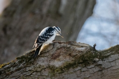Downy Woodpecker at Work