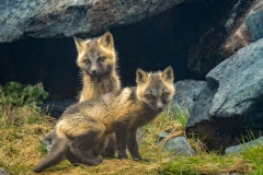 Kit Foxes in Front of their Den