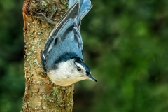 White-Breasted Nuthatch