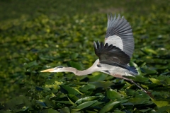 Blue Heron Over Lily Pads