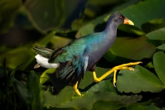 Purple Gallinule