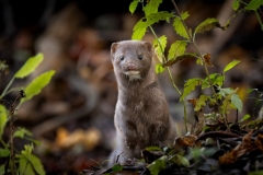 Curious Mink