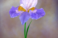 Lavender Queen Siberian Iris
