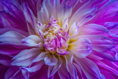 Petals of a Blue Symphony