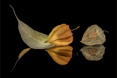 Chinese Lanterns