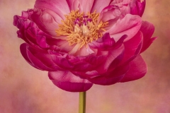 Peony Blossom