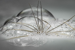 A Mystical Water Spider