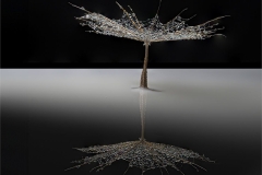 Enchanted Salsify