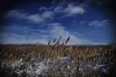 Winter Colours