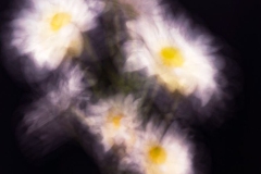 Crazy Daisies