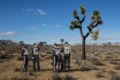 Zebras on Lunch Break