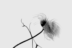 Dancing Clematis