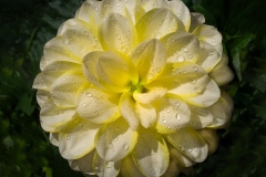 Yellow Dahlia after the Rain