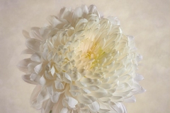 Mum of Many Petals