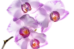 See Through Orchids