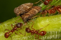 Red Ants Protecting Treehoppers