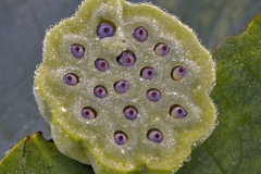 Lotus Eyes