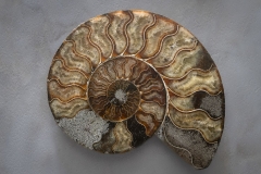 An Ammonite's Intricate Design
