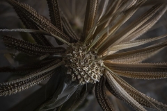 Patterns in Nature