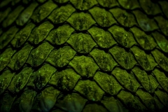 Western Diamond Rattlesnake