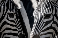 Zebra Conference