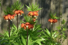 Fritillaria