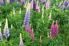 Wild Lupines of Newfoundland